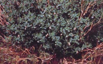 Bean Cape - Zygophyllum fabago - Парнолистник обыкновенный